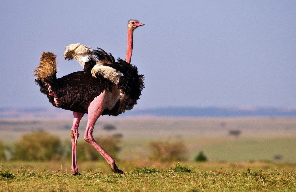 Masai Ostrich